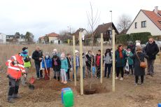 Plantation d’un Copalme d’Amérique